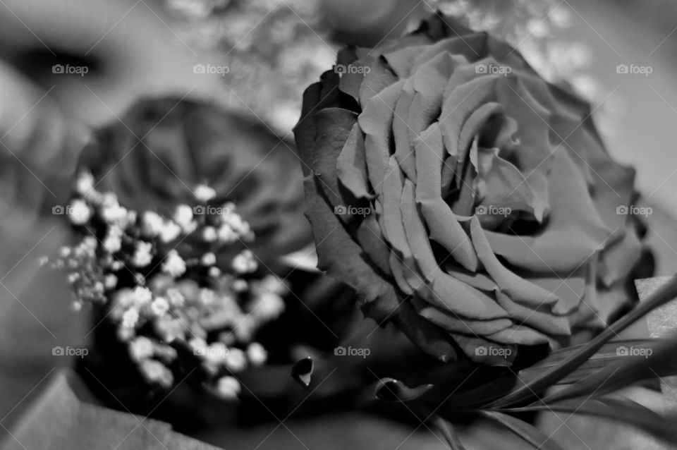 Black in white Rose