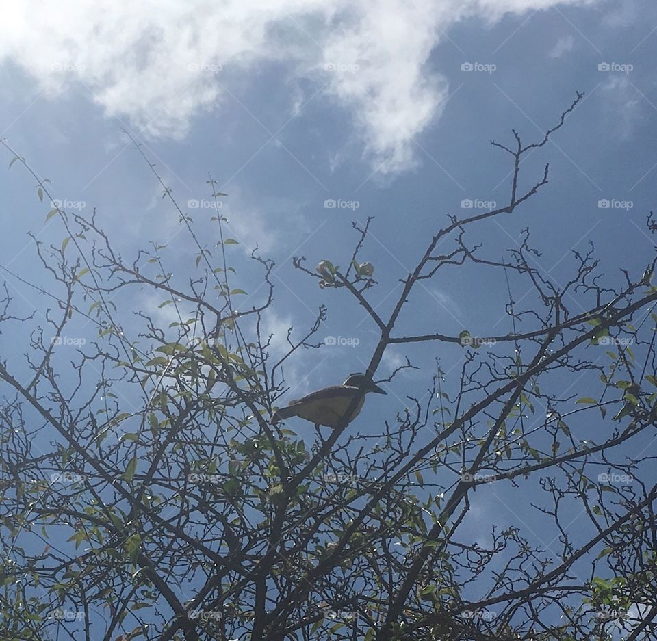 Pássaro na árvore 