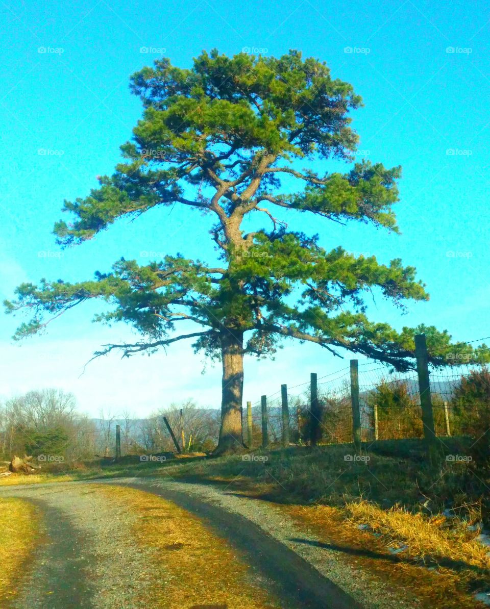 Pine Tree