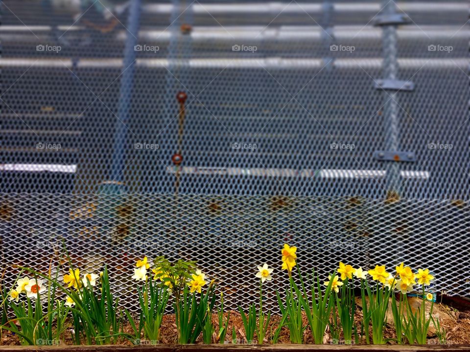 Beautiful Yellow Flowers Line a Rusty Fence near a Train Station 