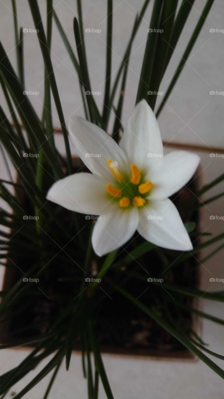 white flower yellow beautiful