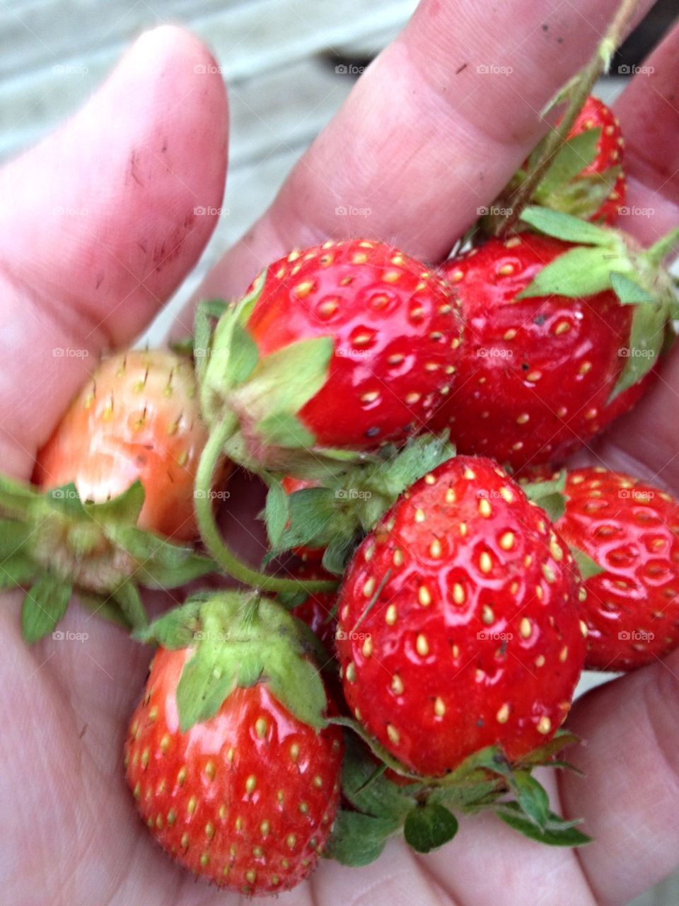 Handful of strawberries . Homegrown strawberries 