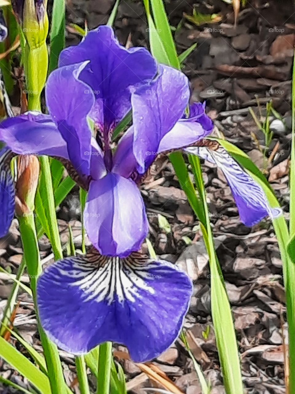 purple flower of iris