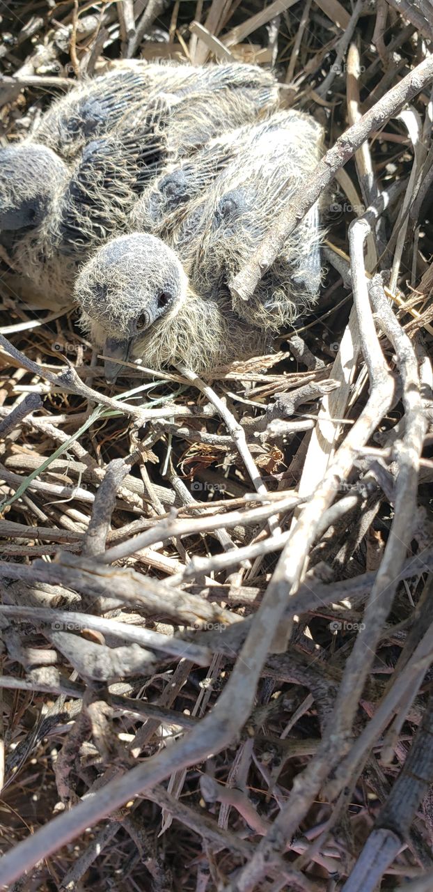 baby birds