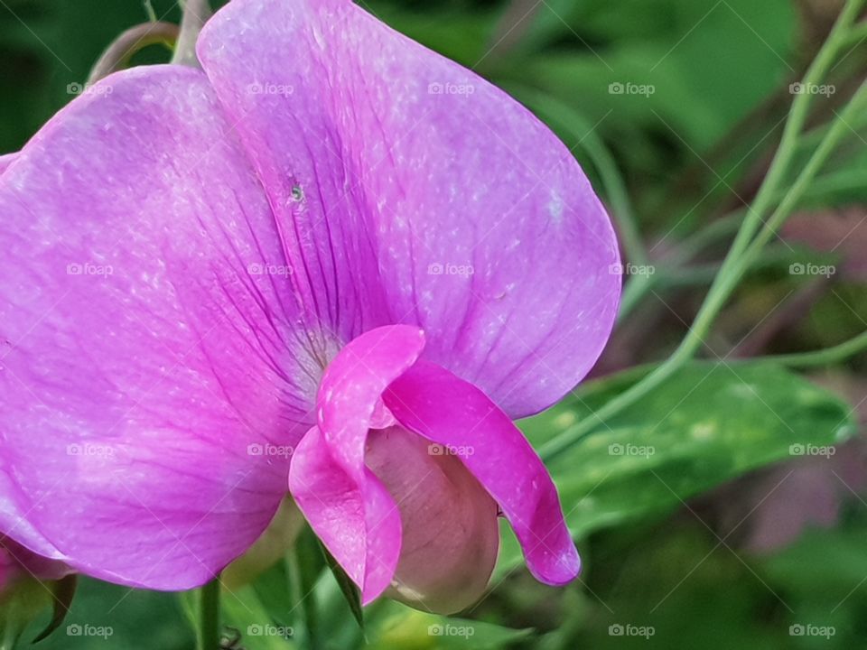 schöne wilde Orchidee