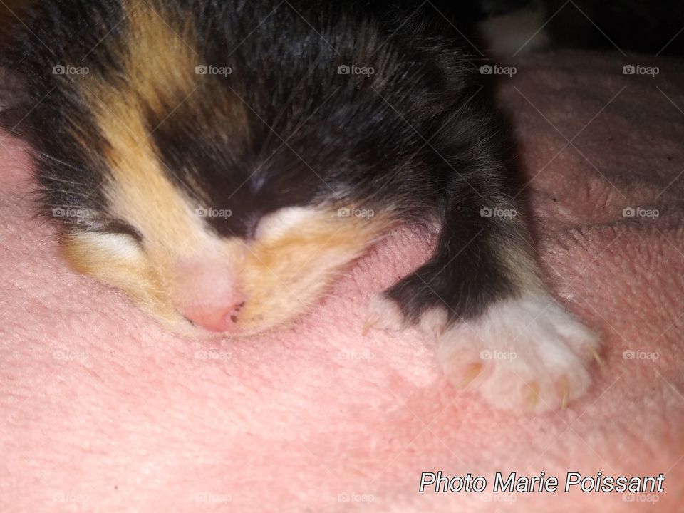 calico kitten