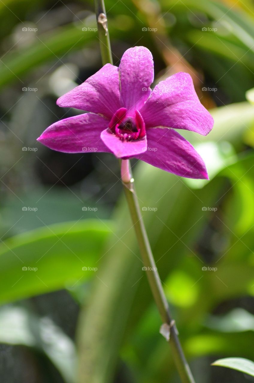Purple Orchid