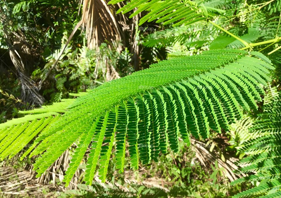 Leaf detail