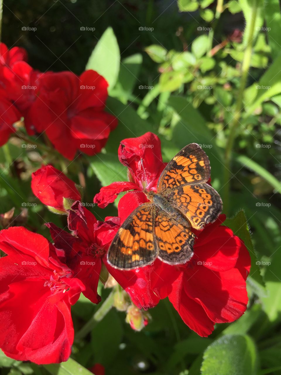 Orange butterfly