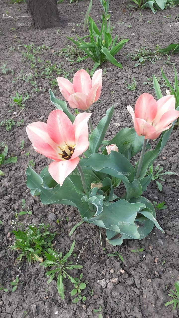 Tulips