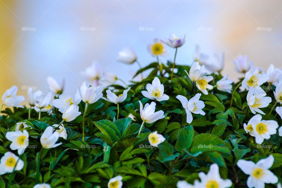 Close-up of flowers