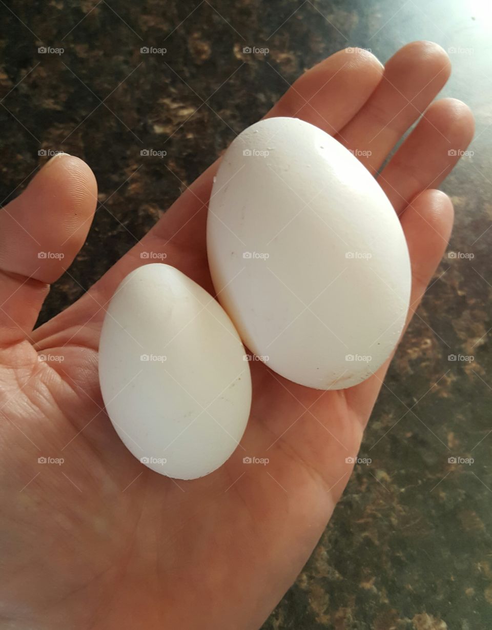 chicken eggs small and large