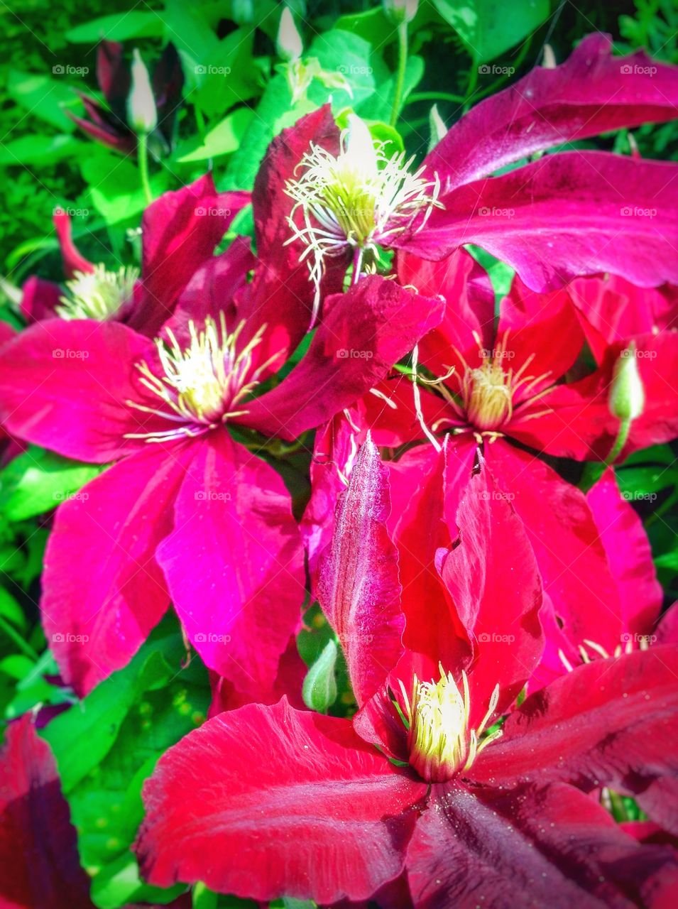 Natures beauty. Another clematis blooming in my garden.