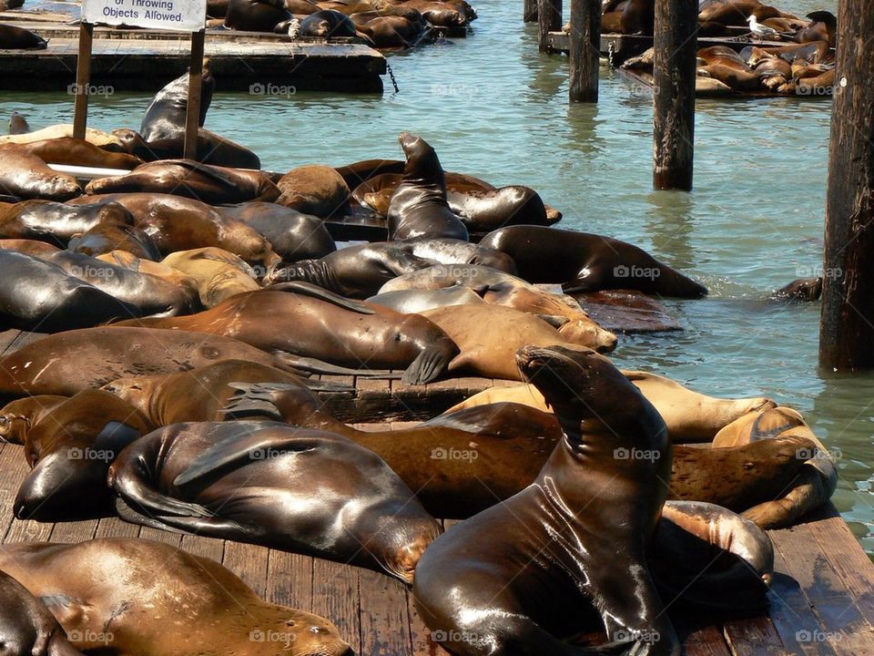 Pier 39 San Francisco 