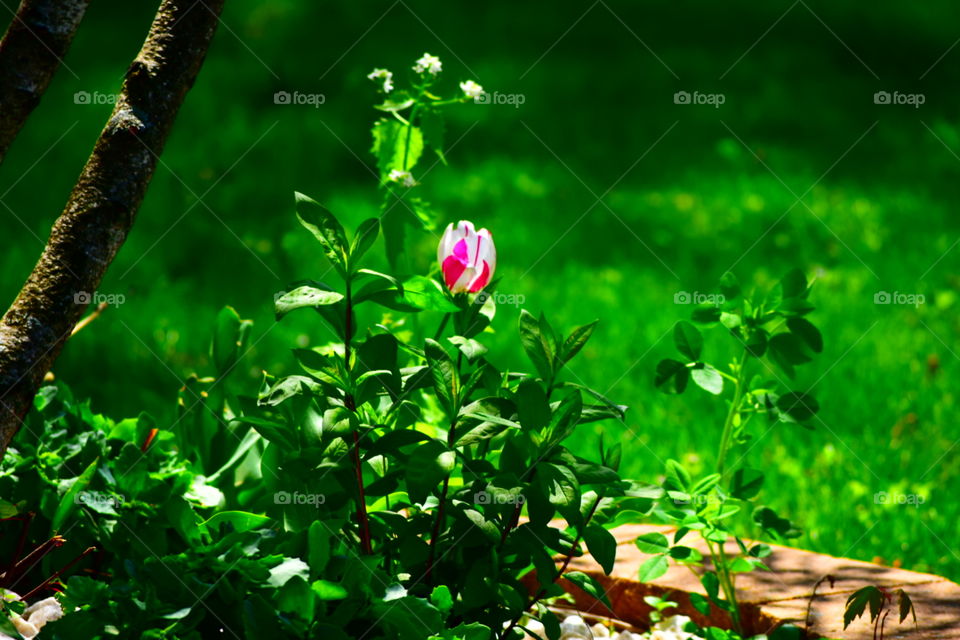 pink and white tulip in garden