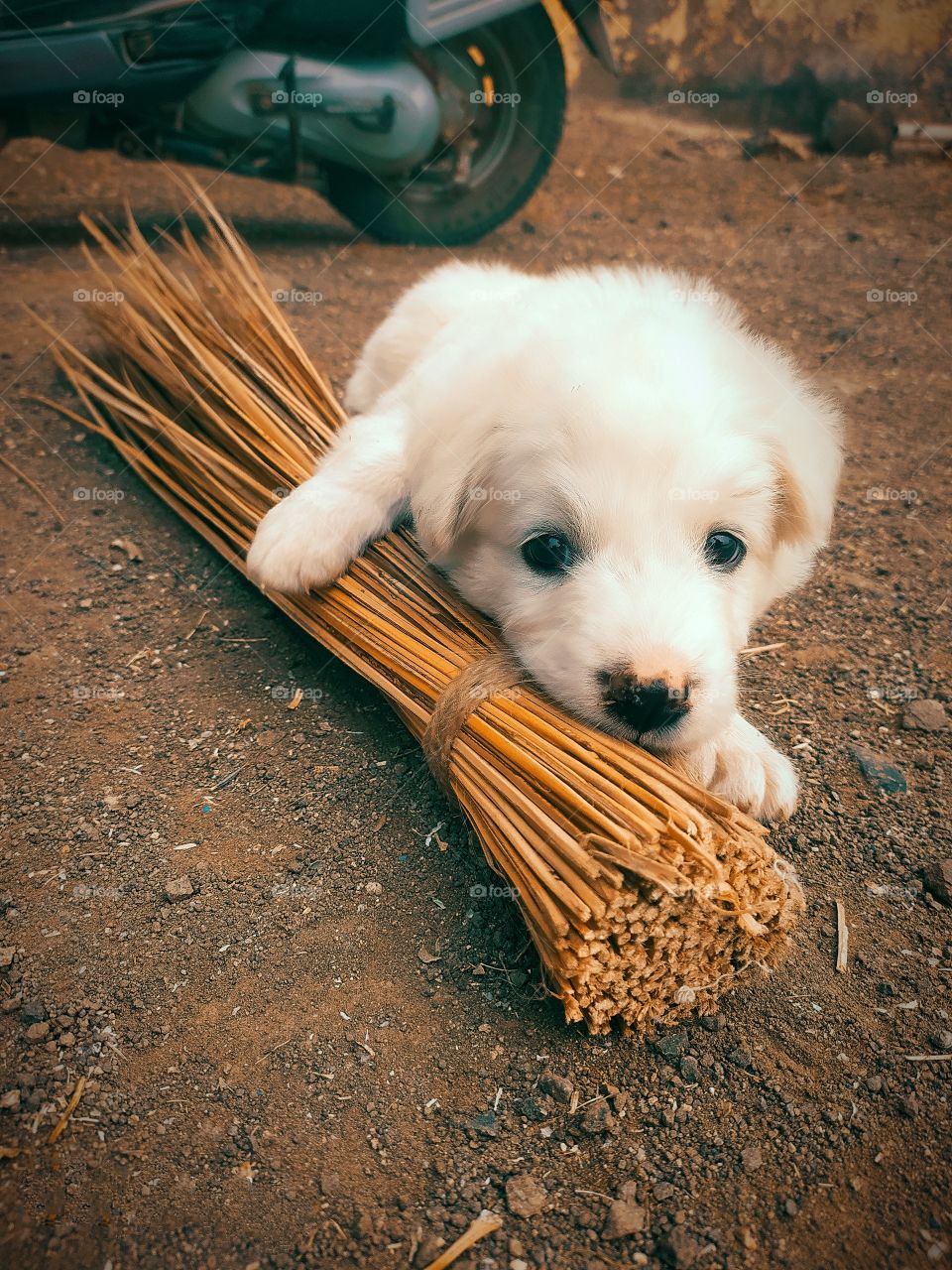 Cuteness of puppy play with sweeper cutely