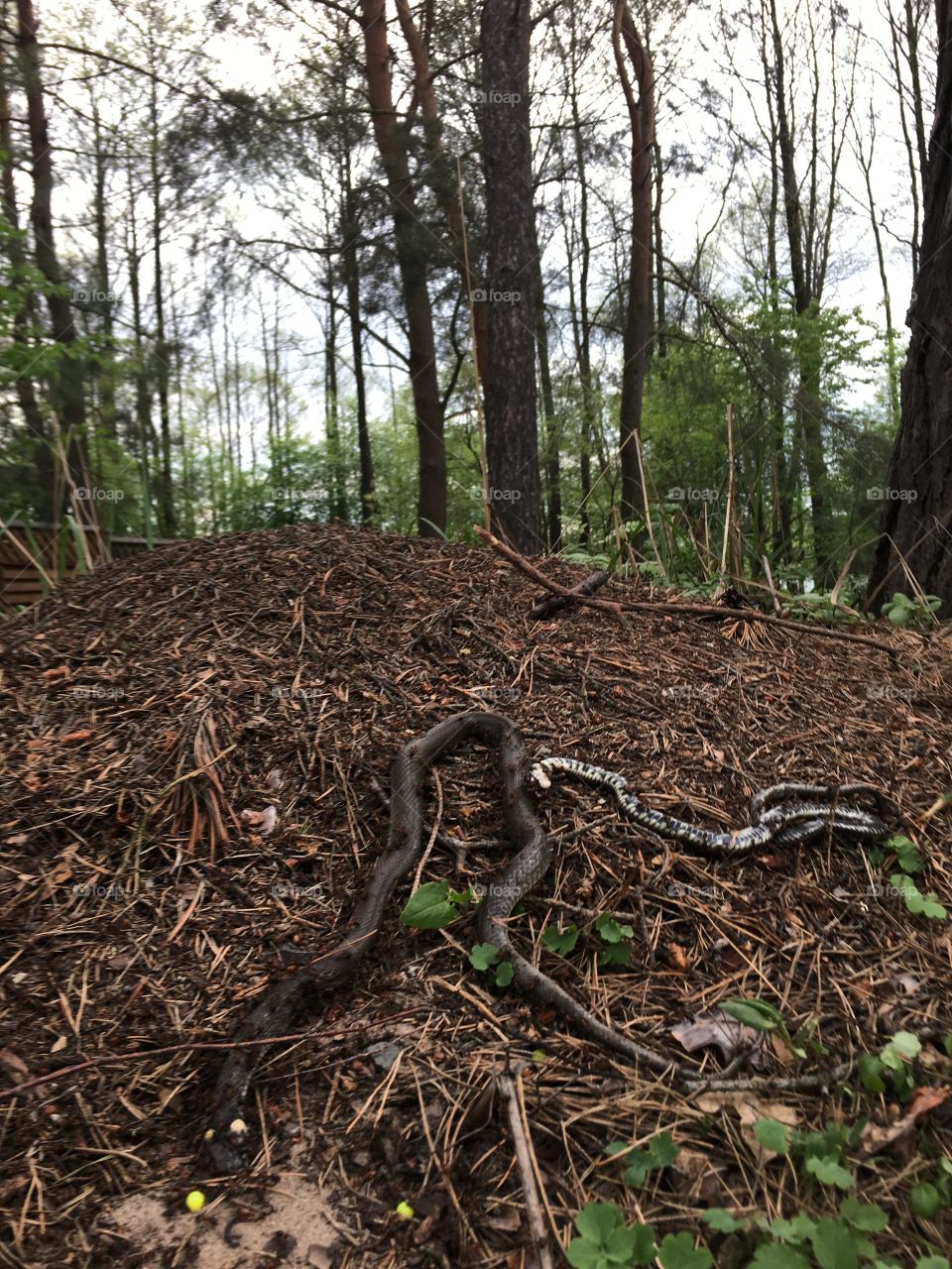 dead snake in the forest