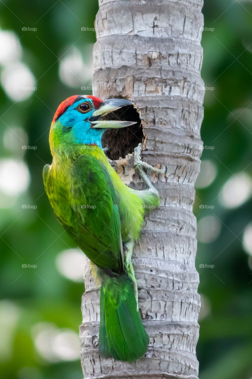 The blue-throated barbet is an Asian barbet having bright green, blue & red plumage, seen across the Indian subcontinent and Southeast Asia. Barbets and toucans are a group of near passerine birds with a worldwide tropical distribution.