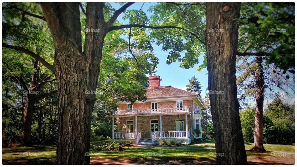 Tree, Wood, House, Garden, Home