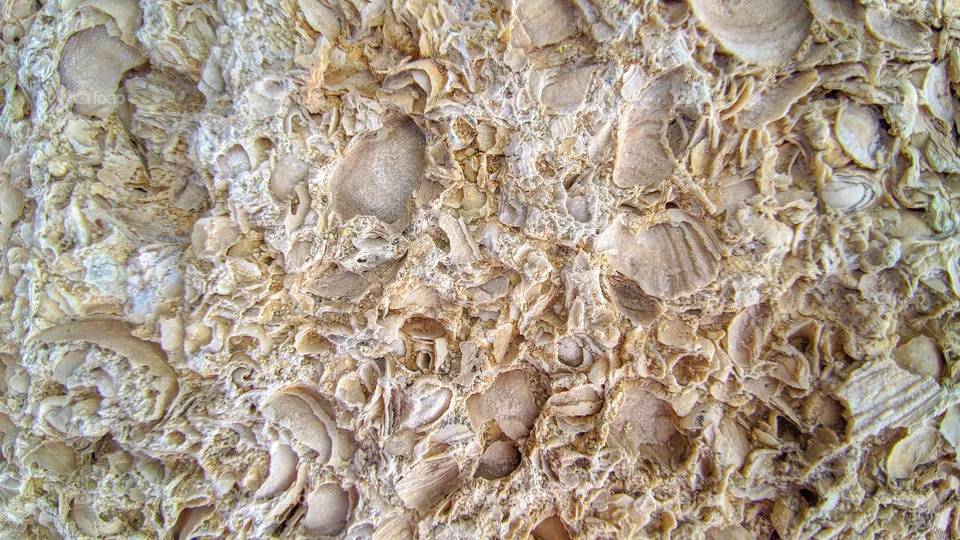 Shell rock and limestone. Close-up texture.