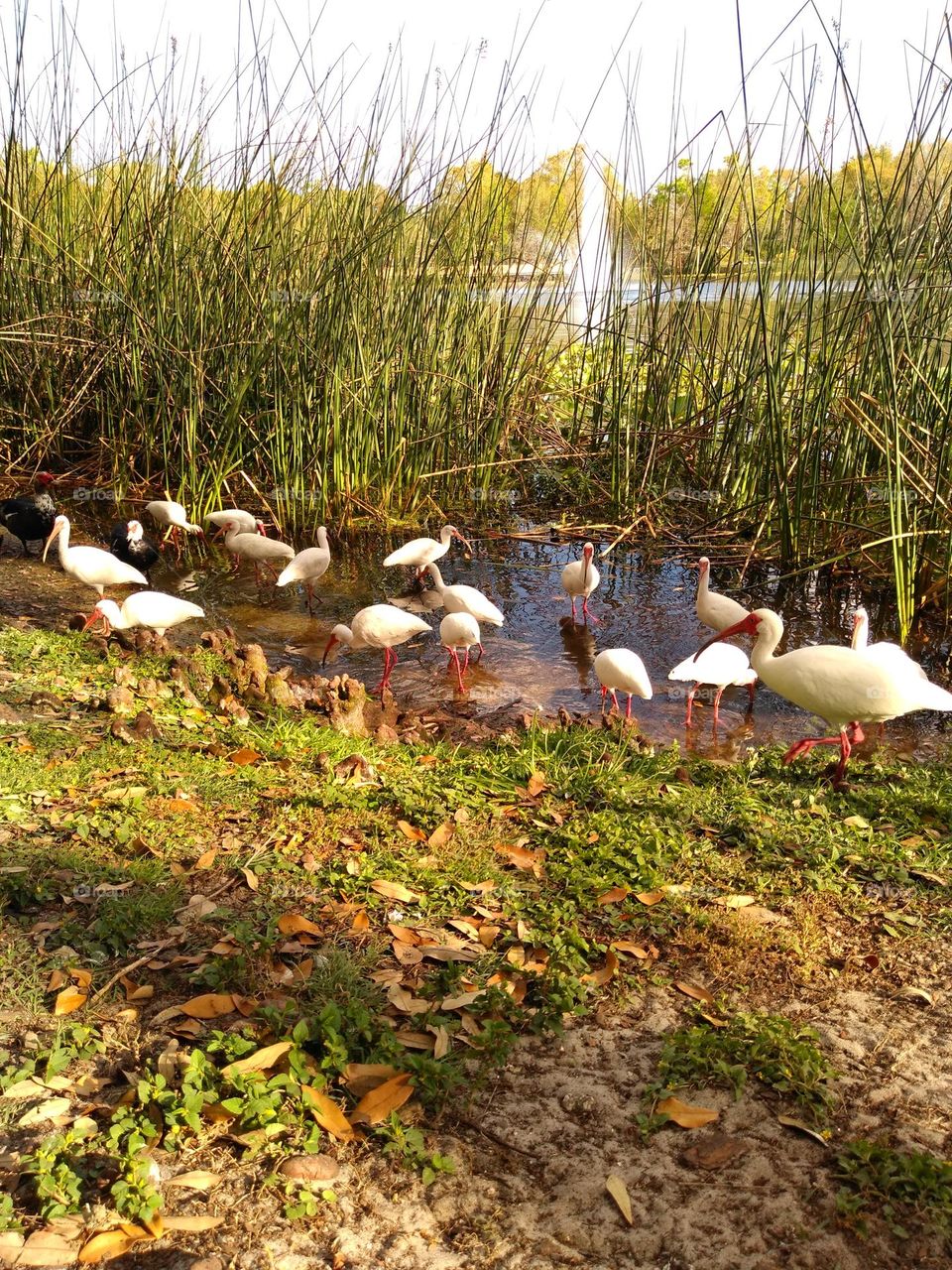 A flock of white ibis stands in shallow water at Lake Lily Park in Maitland, Florida.