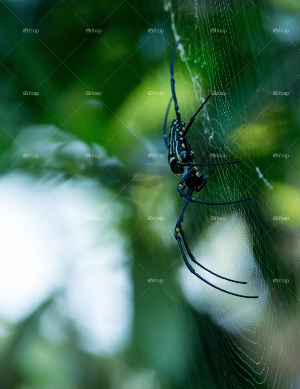 spider up close