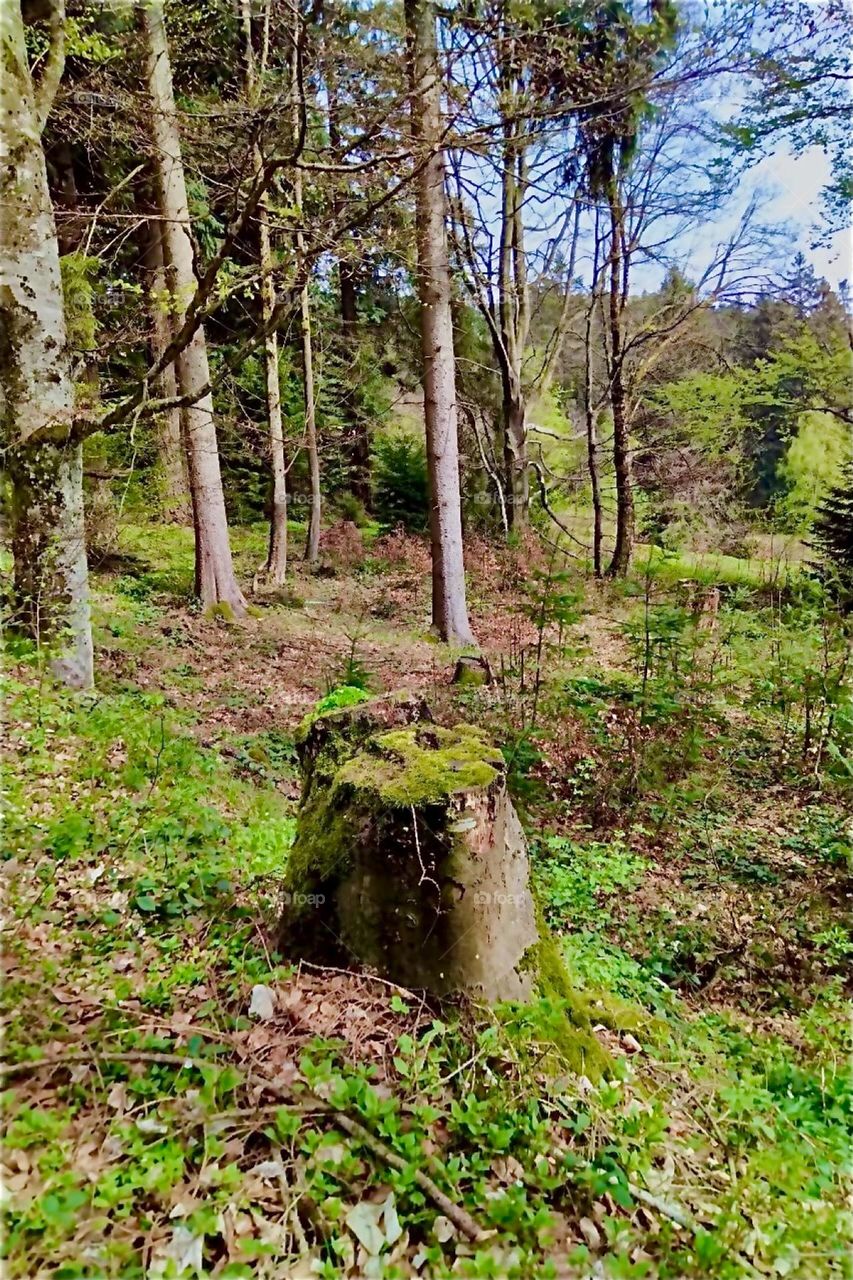 This is a forest trail to the „Hirschenstein“, „Stag Stone Mountain“ in the „Bayerischer Wald“ or „Bavarian Forest“ in Germany illuminated by bright afternoon sunshine. 2024. Hypnotic Productions