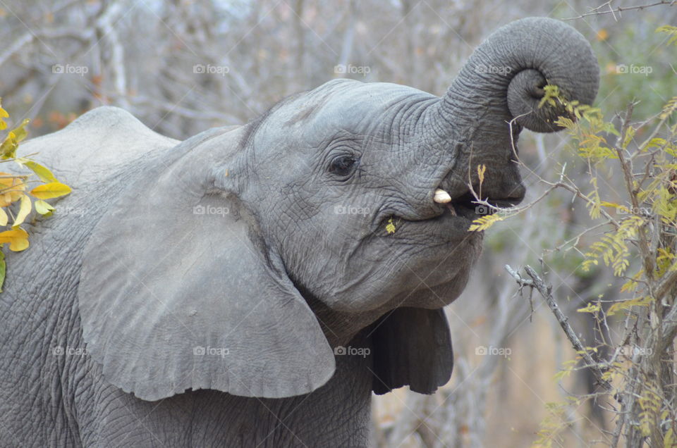 Portrait of an elephant