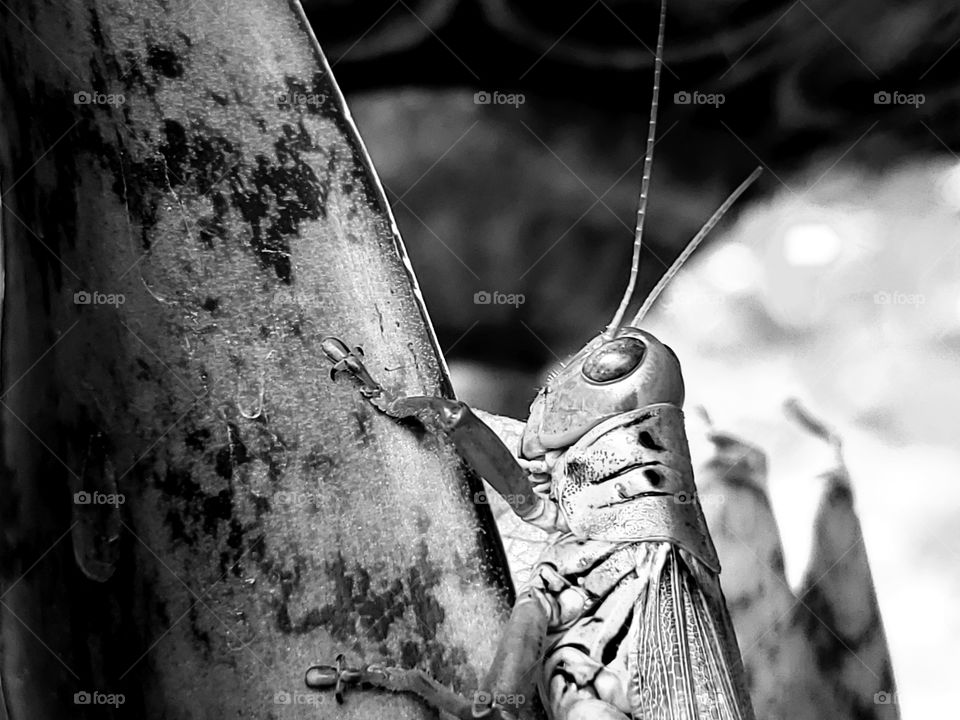 Black and white macro of a grasshopper on a snake plant leaf