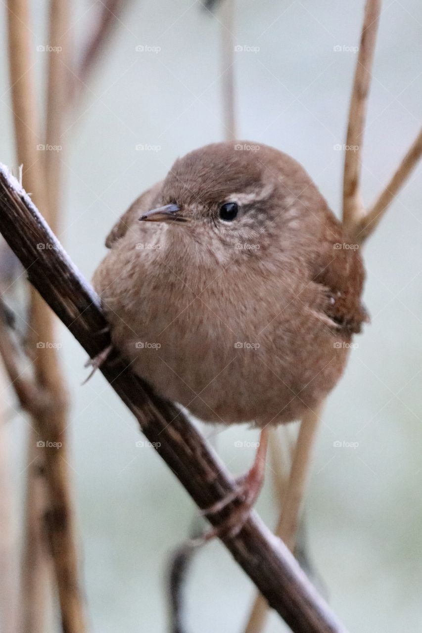 Wren