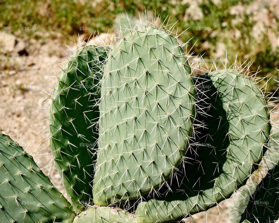 Cactus 