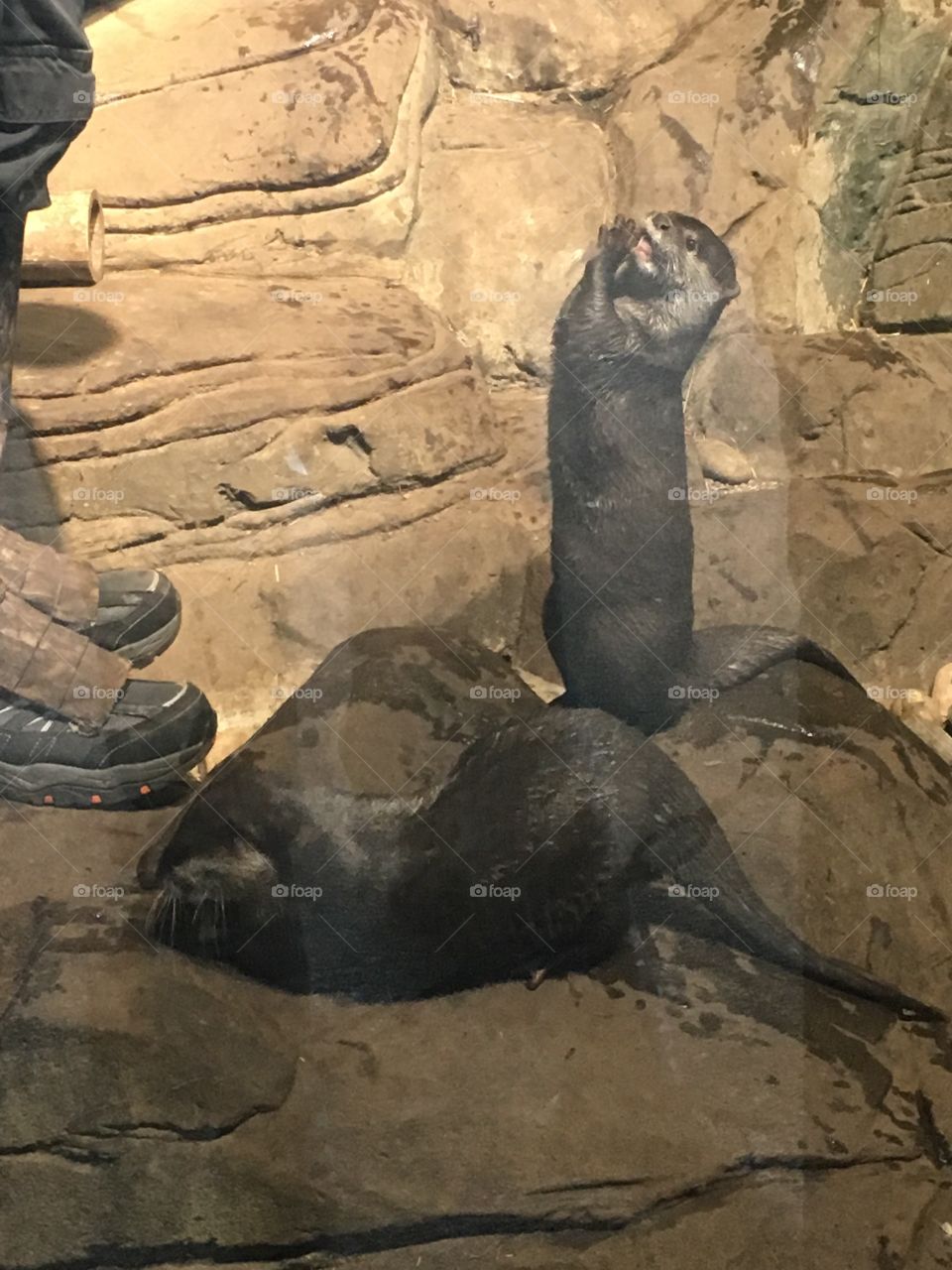 Mammal, No Person, One, Two, Rock