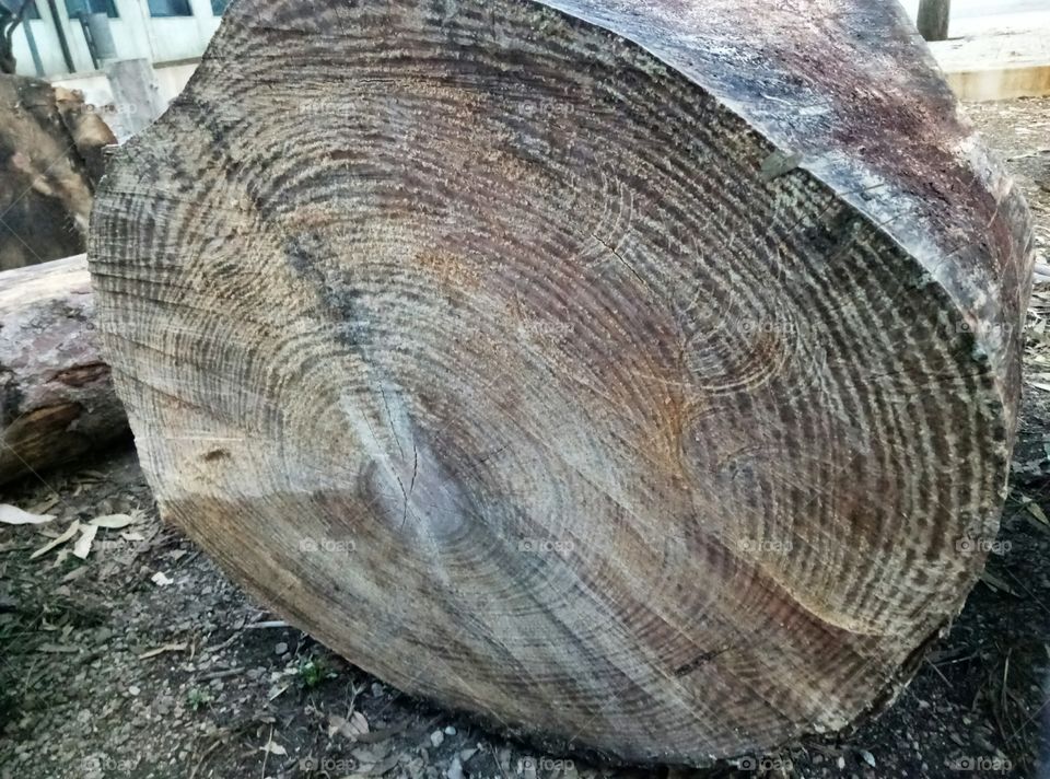 Annual growth rings well visible on a trunk