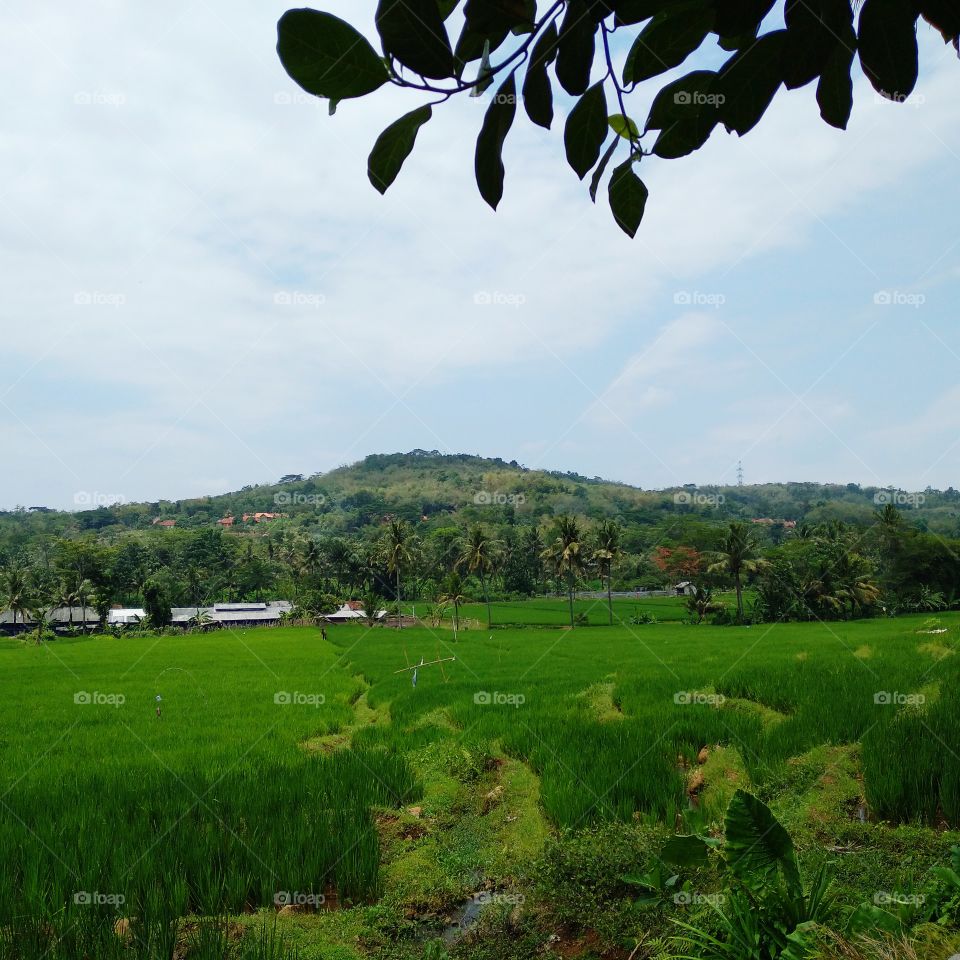 Rice field view.
