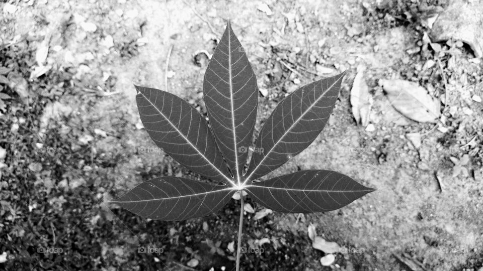 Leaf