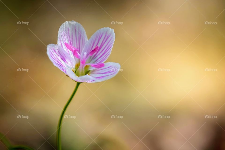 A Virginia Spring Beauty (Claytonia virginica) reaching for the sun in the forest, as it’s pink and white petals unfurl. 