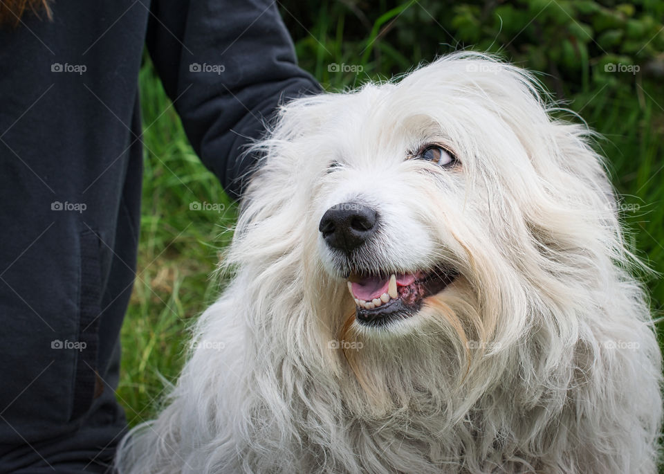 Cute white dog portrait