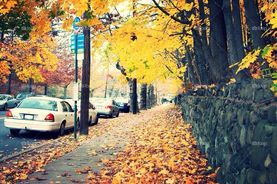 Street, fall, autumn, yellow, leaf, tree