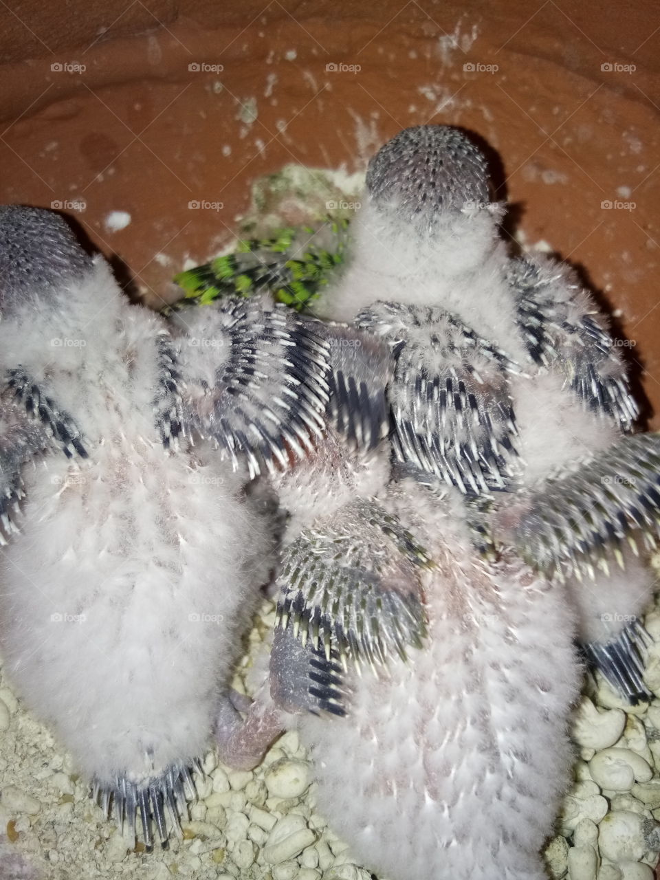 Budgies babies with light dark feathers