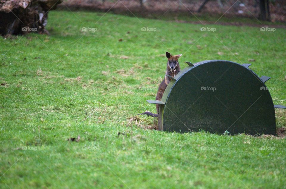 Wallaby playing hide and seek