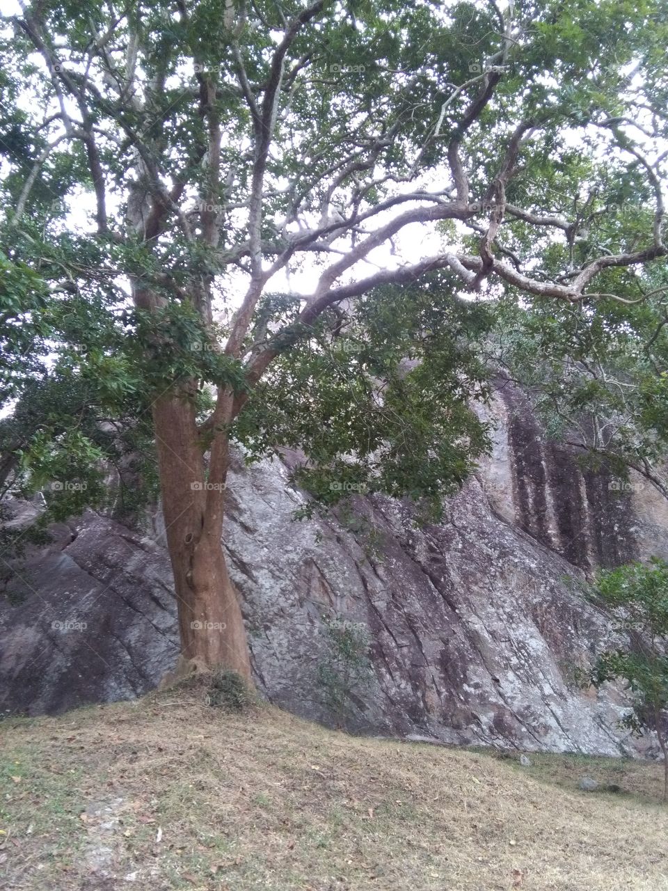 A big tree and rock