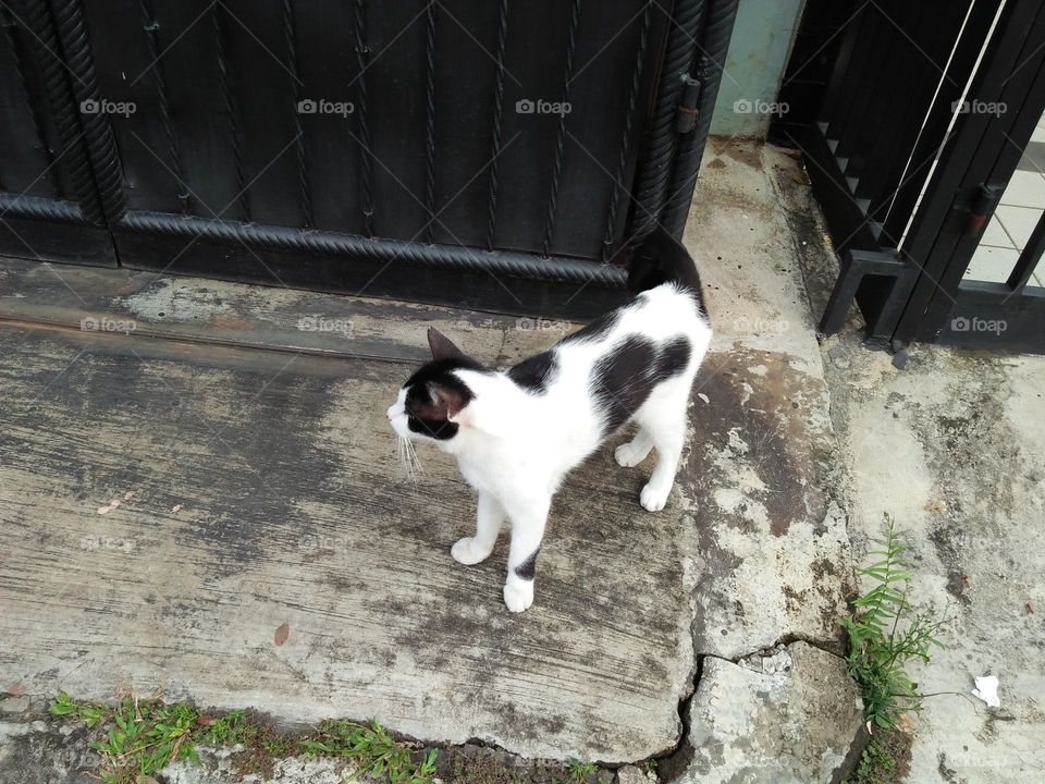 Trying out to escape from  home