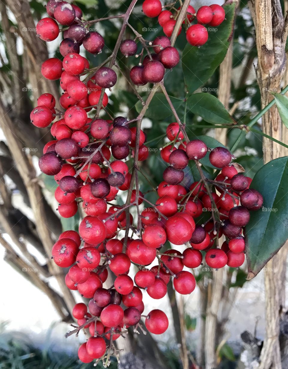 Close-Up Red Berries