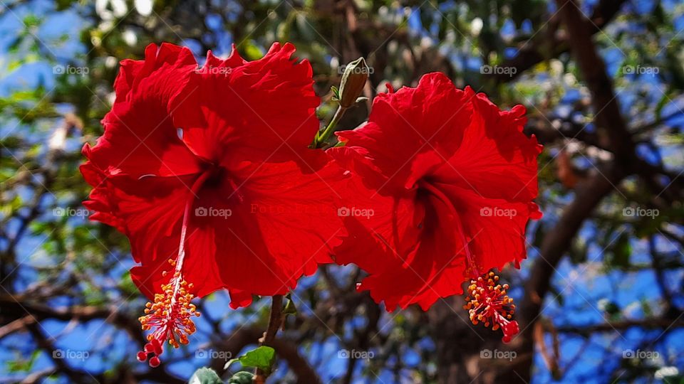 Red flower,flower,nature,reflection,summer,colorful,botany,spring,plant,floral,garden,blossom,red,love,romance,valentine