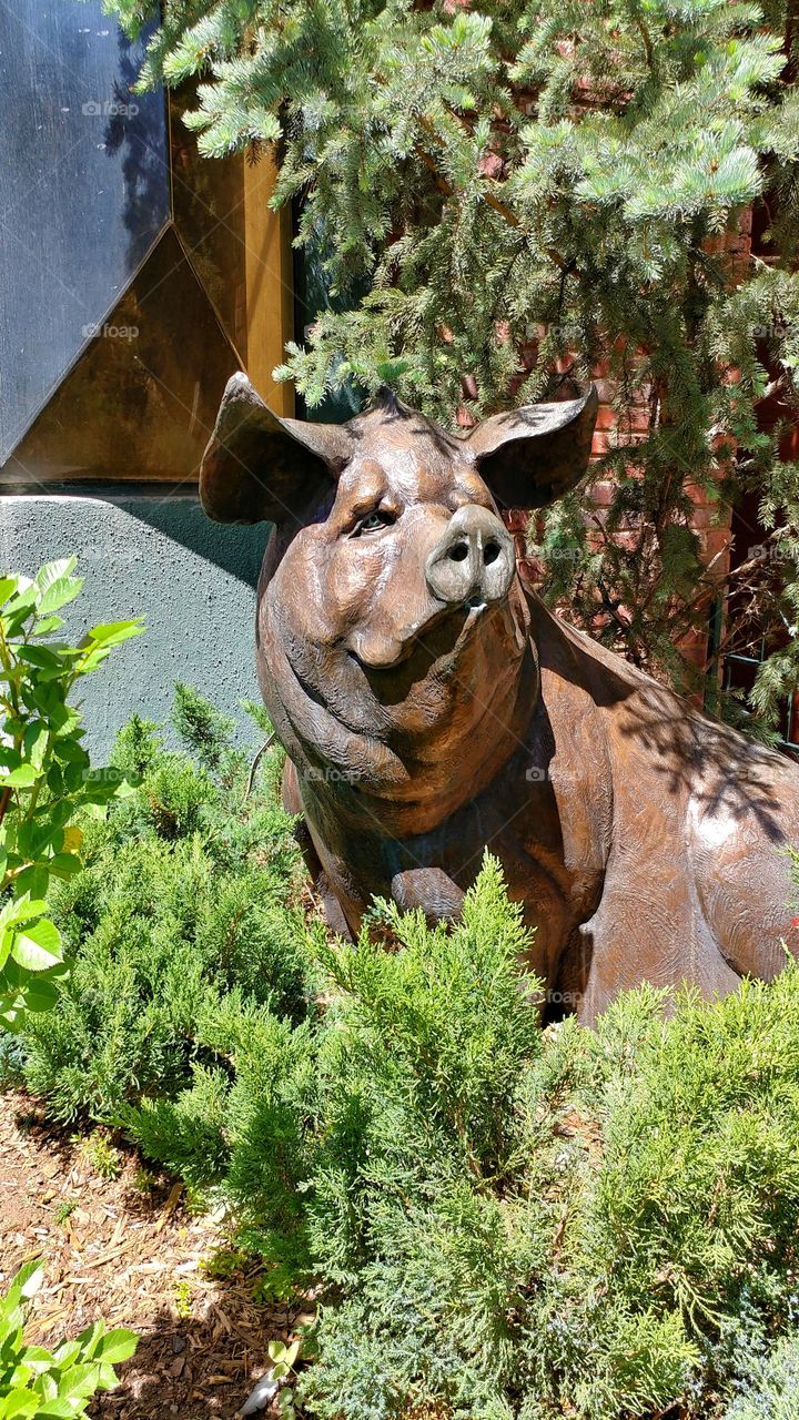 Life as a pig depicted charmingly in this bronze statue. Aspen, Colorado