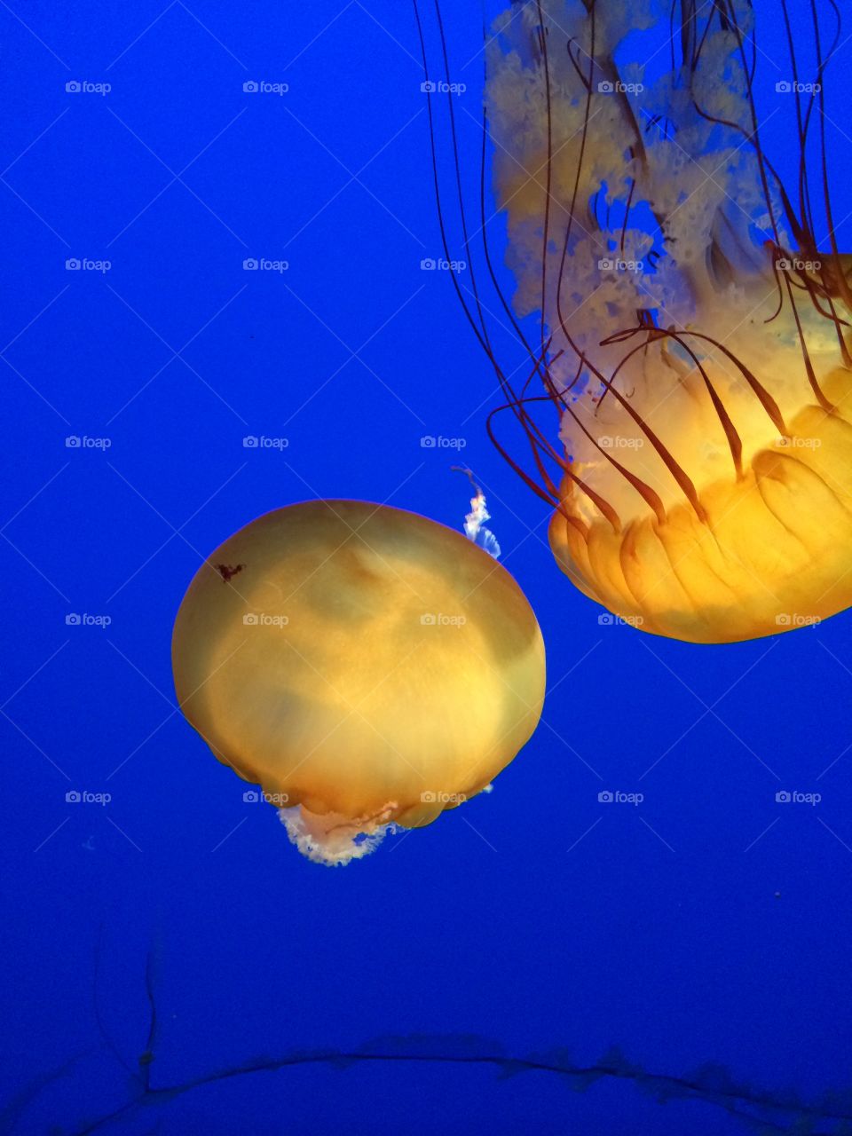 Jellyfish at Aquarium