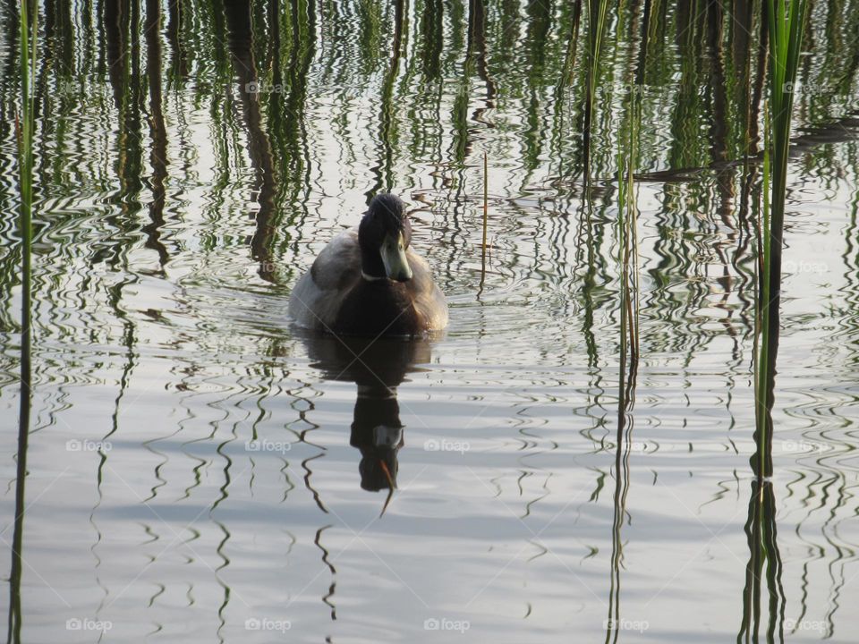 wild duck in the reeds on the lake