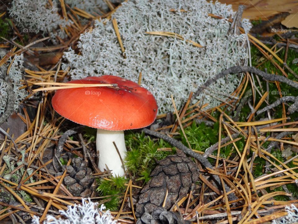 Red mushroom