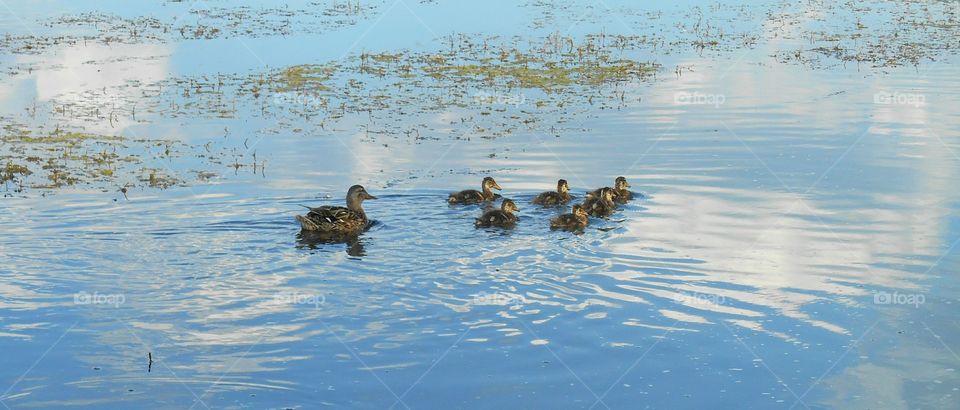 Duck, Water, Waterfowl, Bird, Lake