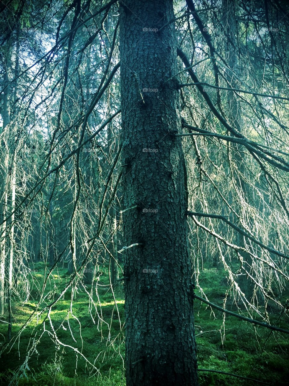 Looking for mushrooms in the forest
